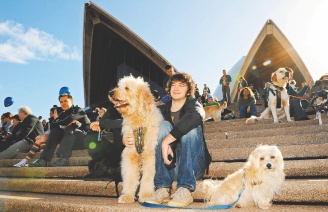 悉尼歌剧院外举办全球第一场的狗的音乐会