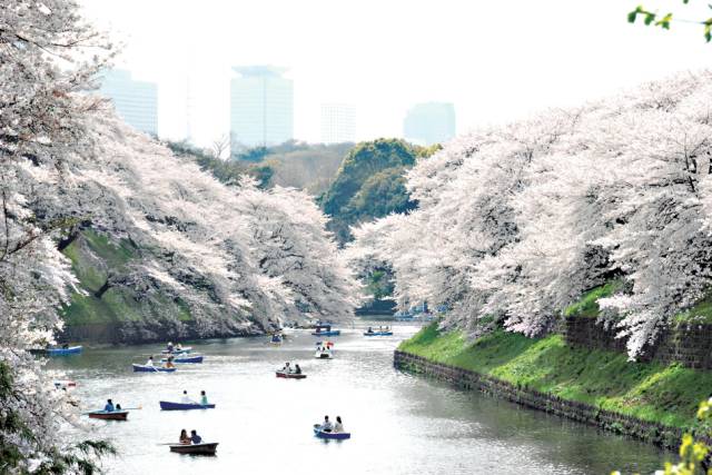 樱花繁盛的上野公园